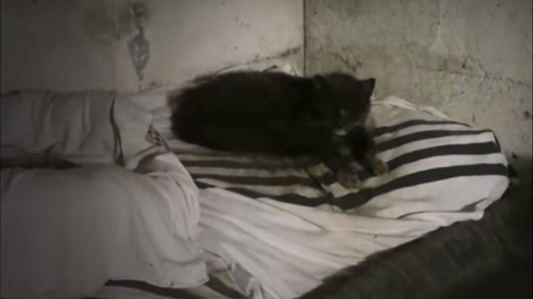 Ez a cica 20 évig élt egy pincében - Megható történet a megmeneküléséről