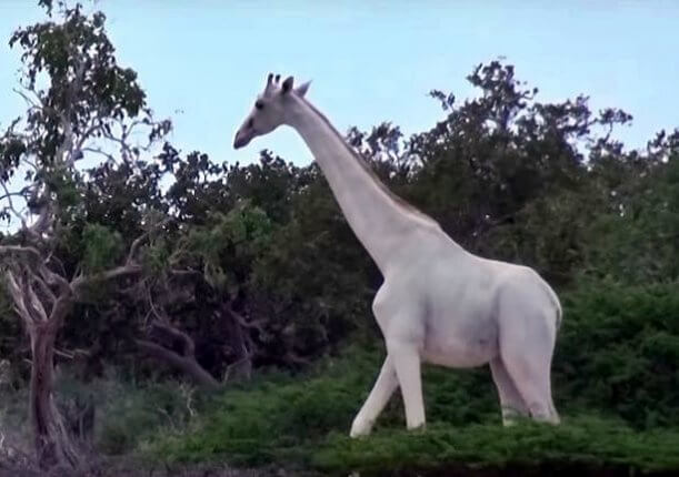 Ritka, hófehér zsiráfot videóztak le - Fantasztikus felvétel!