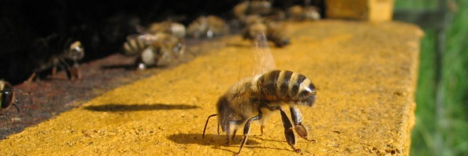 Ez okozta a méhek pusztulását - Gyógyhatású készítményt vontak be