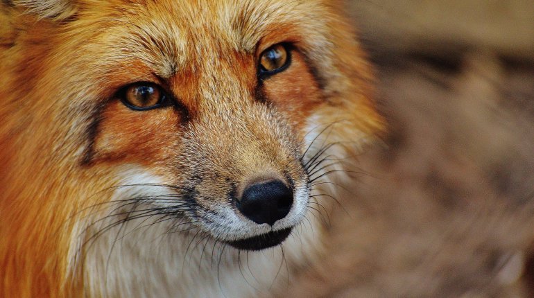 Veszett rókát találtak Magyarországon - Ebzárlatot rendeltek el Szabolcsban