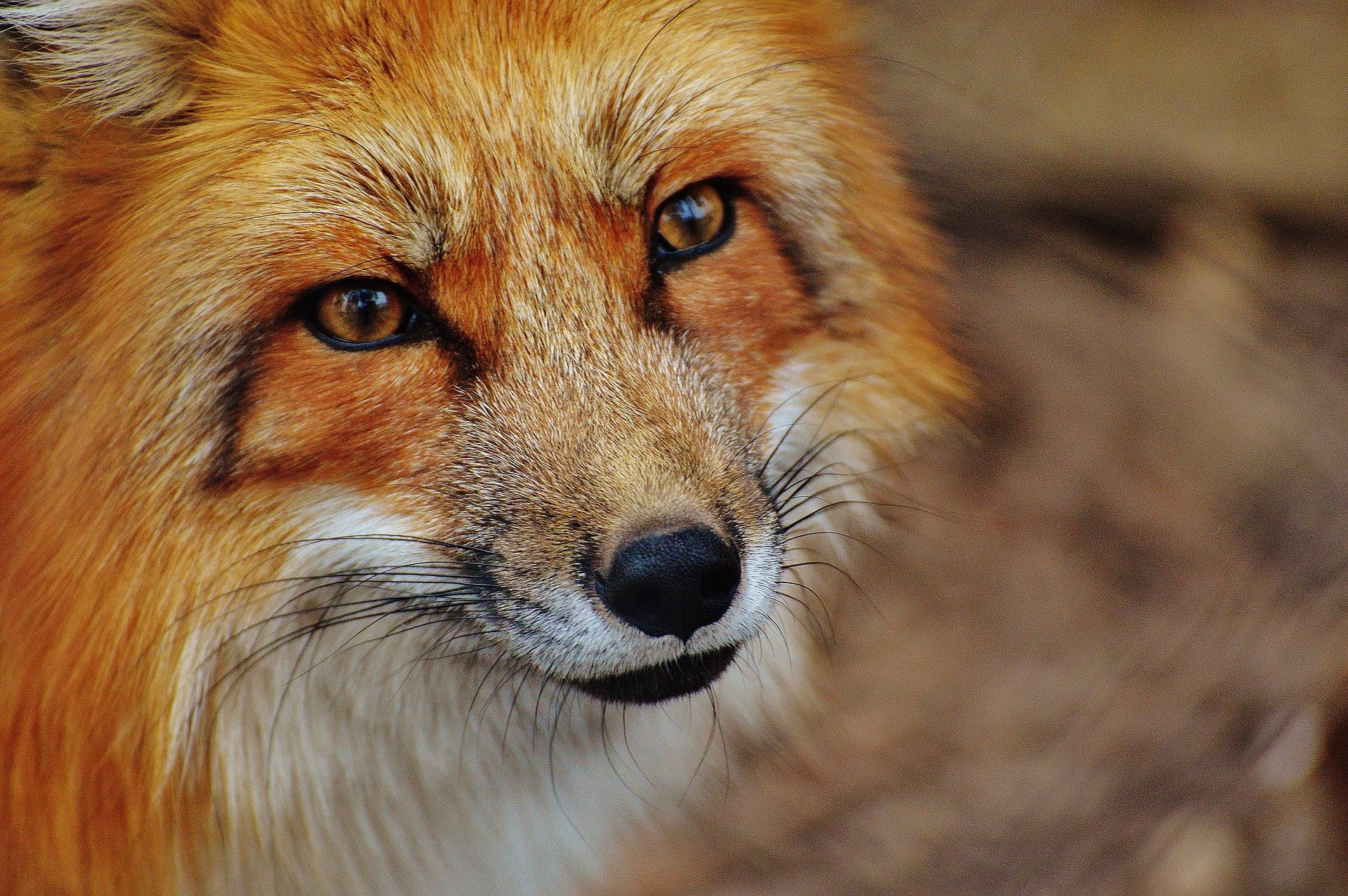 Veszett rókát találtak Magyarországon - Ebzárlatot rendeltek el Szabolcsban
