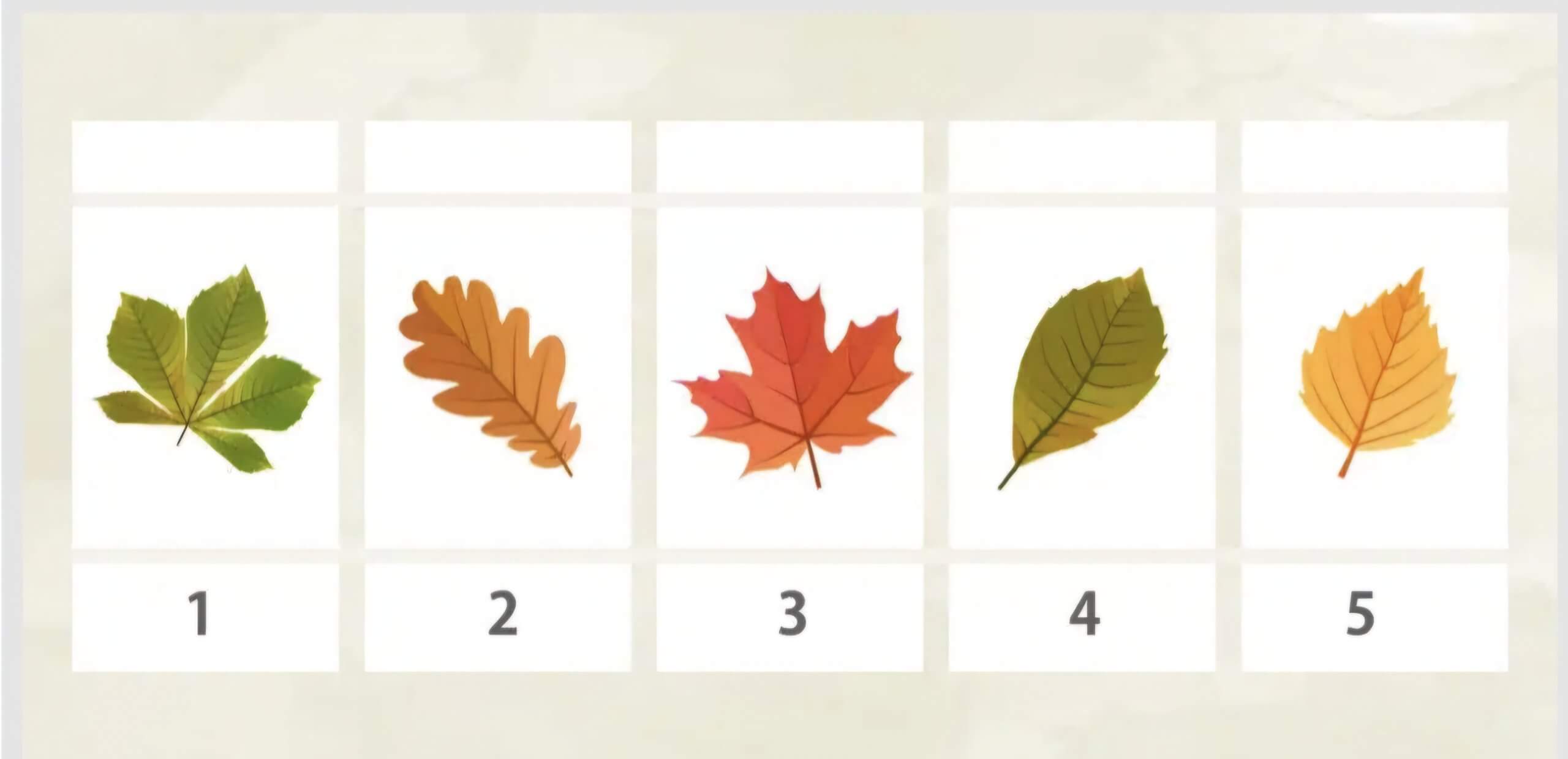 Melyik falevél tetszik a legjobban? Ez elárulja milyen ember vagy igazából