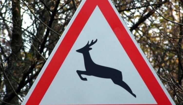 Így tudod elkerülni a vadelütéses baleseteket - Hasznos tippek