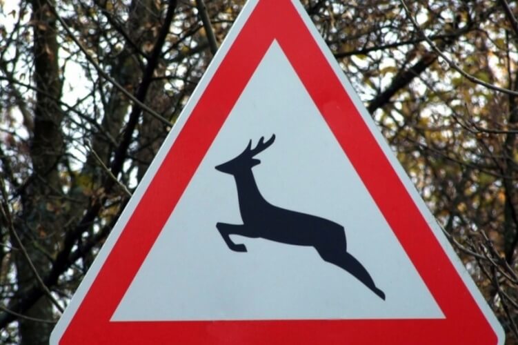 Így tudod elkerülni a vadelütéses baleseteket - Hasznos tippek