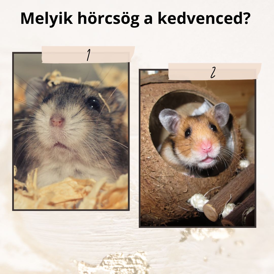 Melyik hörcsög a kedvenced? Megmutatja milyen ember is vagy