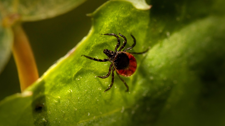 Támadnak a kullancsok - Így előzheted meg a bajt