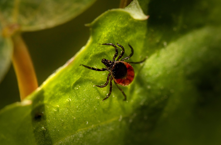 Támadnak a kullancsok - Így előzheted meg a bajt