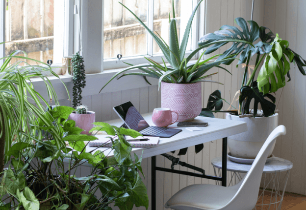 A 7 legjobb légtisztító szobanövény