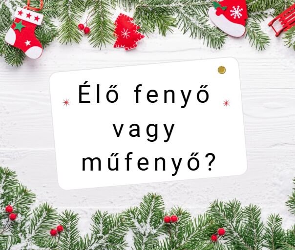 Élő fenyő? Műfenyő? Segítünk eldönteni, melyik illik hozzád, milyen fajták léteznek, hogyan válaszd ki. Előnyök vs. hátrányok!