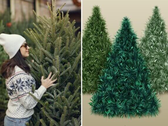 Mini teszt: Melyik fenyő illik hozzád? - Ez az 5 kérdés elárulja